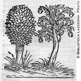 Alberi di noce moscata, p. 1348