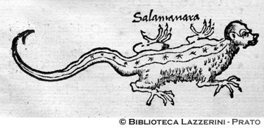 Salamandra, p. 1354