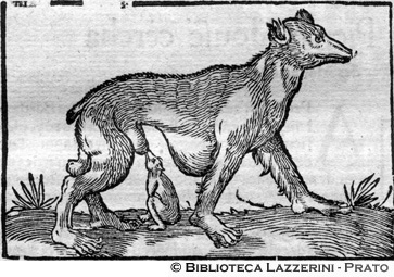 Bestia mostruosa delle Americhe, p. 1368