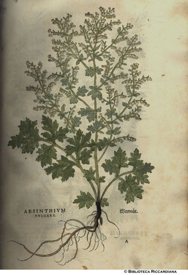 Absinthium vulgare (Assenzio), p. 1