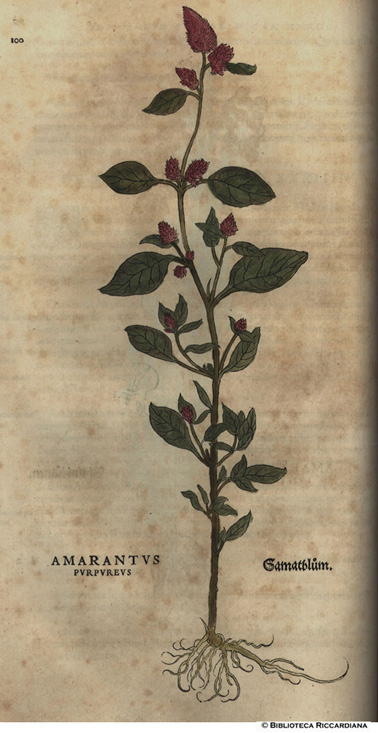 Amarantus purpureus (Amaranto purpureo), p. 100