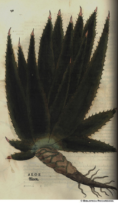Aloe, p. 138