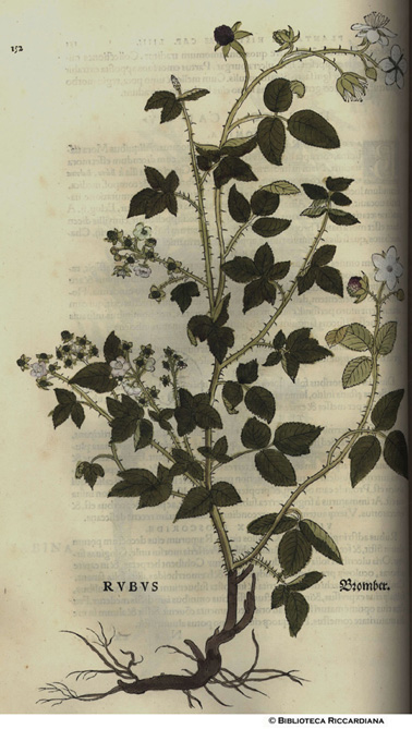 Rubus (Mora), p. 152