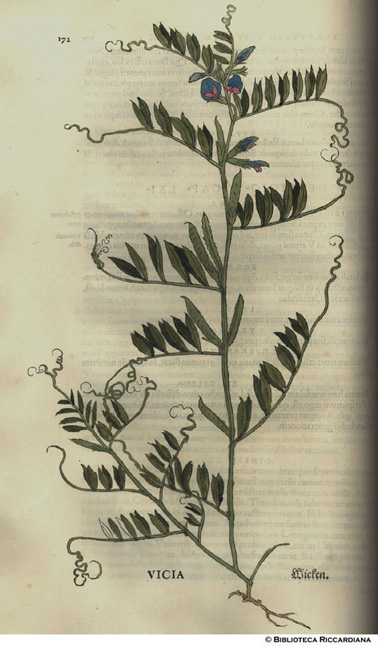 Vicia (Veccia), p. 172