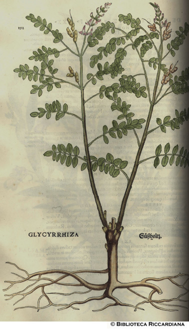 Glycyrrhiza (Liquirizia), p. 192