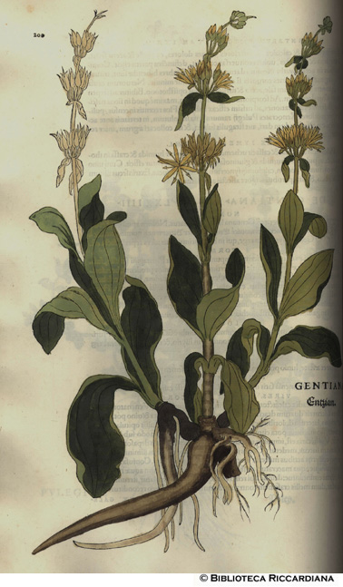 Gentiana (Genziana), p. 200