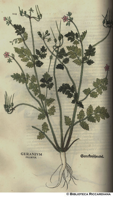 Geranium primum (Geranio), p. 204