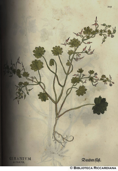 Geranium alterum (Geranio), p. 205