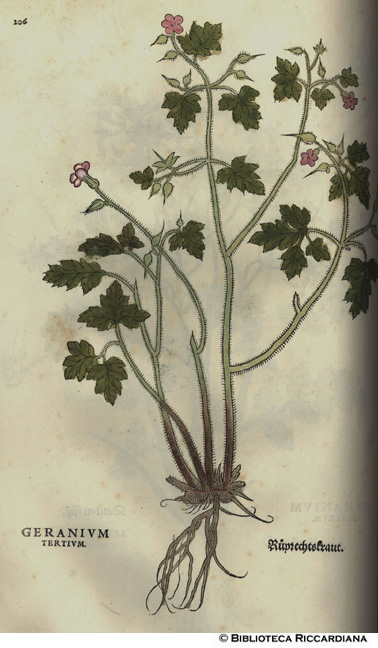 Geranium tertium (Geranio), p. 206