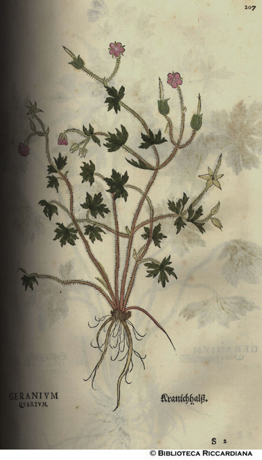 Geranium quartum (Geranio), p. 207