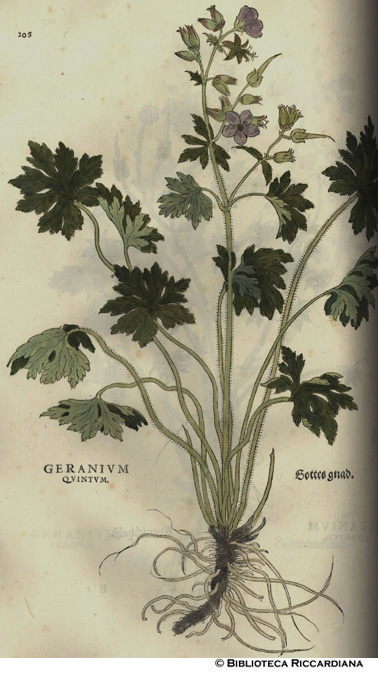 Geranium quintum (Geranio), p. 208
