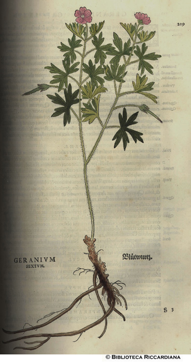 Geranium sextum (Geranio), p. 209
