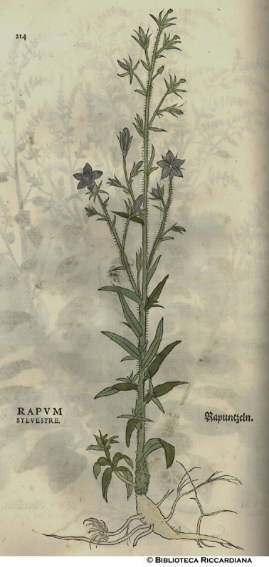 Rapum sylvestre (Rapa silvestre), p. 214