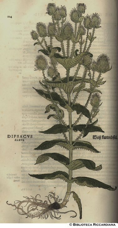 Dipsacus albus (Cardo di Venere, Scardaccione selvatico, Cardo dei lanaioli), p. 224