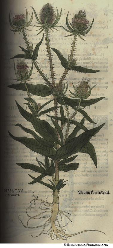 Dipsacus purpureus (Cardo purpureo), p. 225