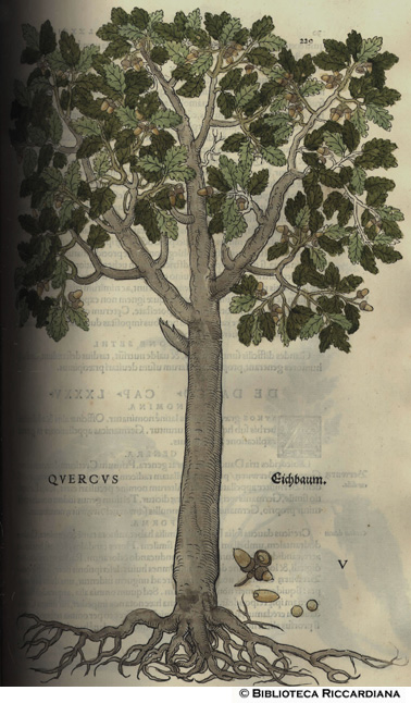 Quercus (Quercia), p. 229