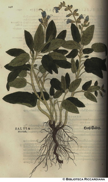 Salvia maior (Salvia), p. 248