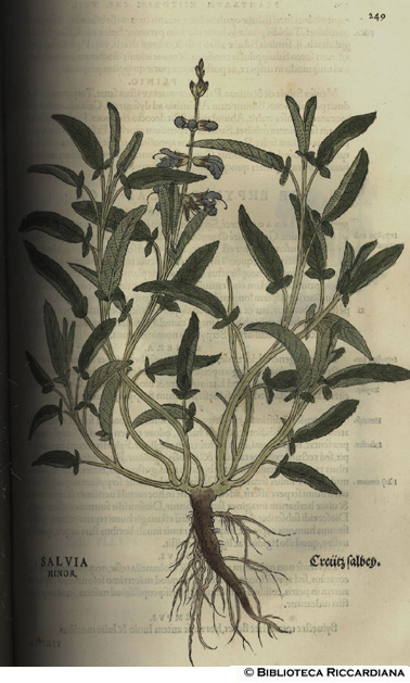 Salvia minor (Salvia), p. 249