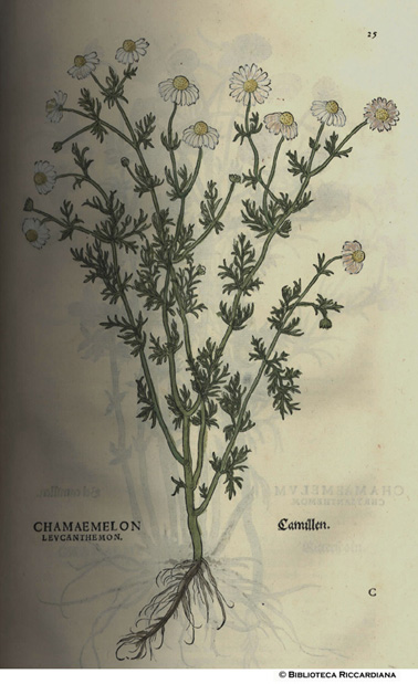 Chamaemelon leucanthemon (Camomilla), p. 15