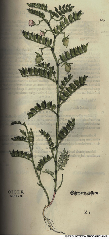 Cicer nigrum (Cece nero), p. 267