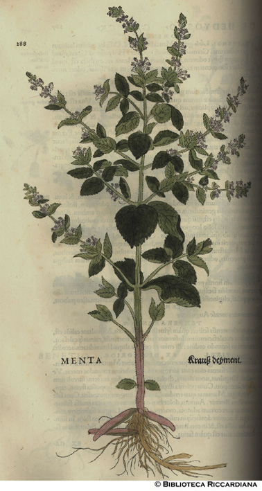 Menta, p. 288