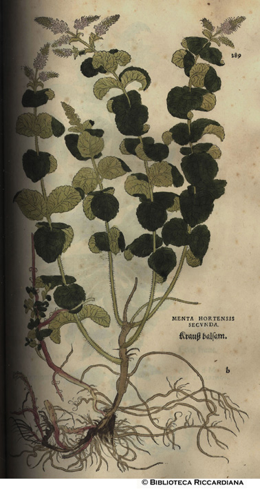 Menta hortensis secunda, p. 289