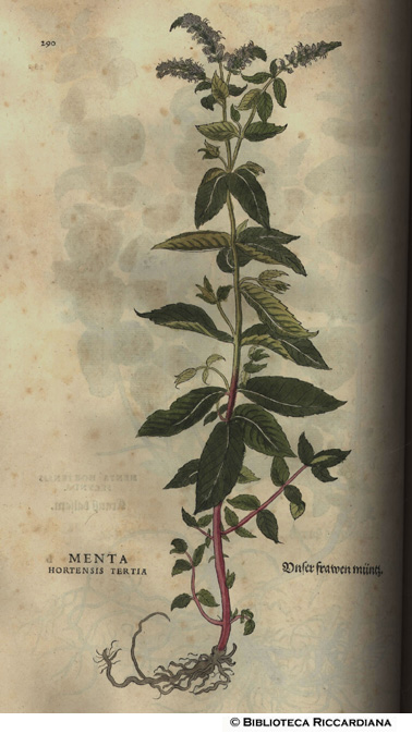 Menta hortensis tertia o Romana, p. 290