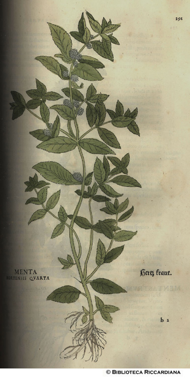 Menta hortensis quarta, p. 291