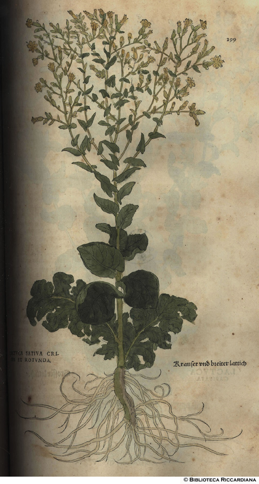 Lactuca sativa crispa et rotunda (Lattuga), p. 299