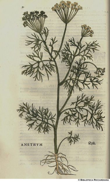 Anethum (Aneto), p. 30