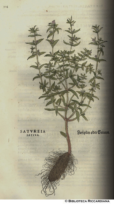 Santureia (Santoreggia), p. 304