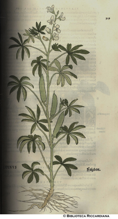 Lupinus (Lupino), p. 309