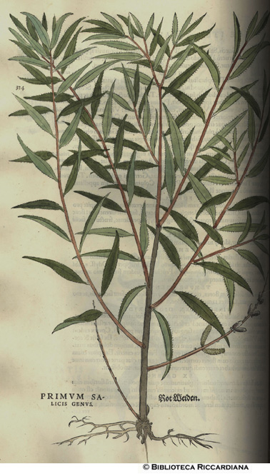 Salicis genus - primum (Salice), p. 334