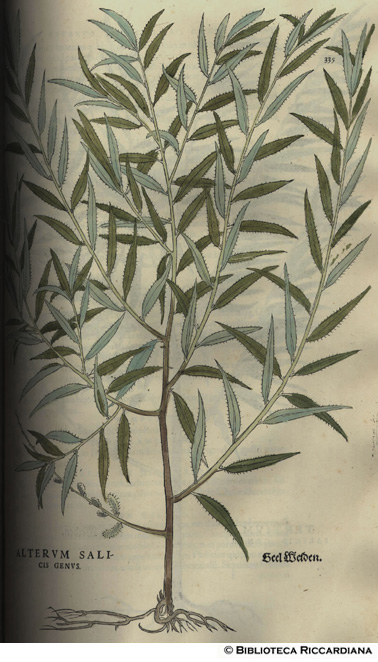 Salicis genus - alterum (Salice), p. 335