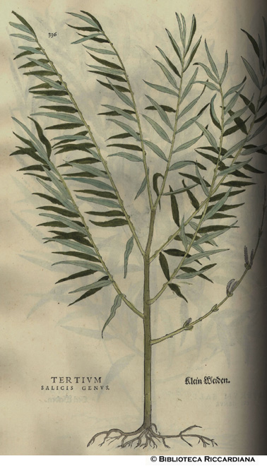 Salicis genus - tertium (Salice), p. 336