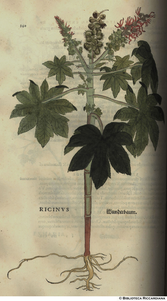 Ricinus (Ricino), p. 340