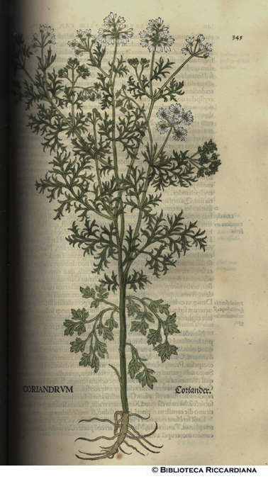 Coriandrum (Coriandolo), p. 345