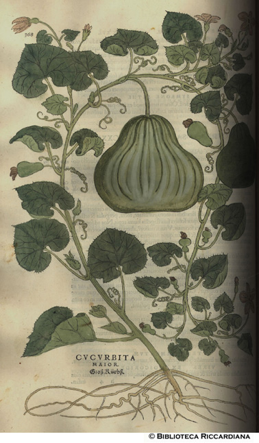 Cucurbita maior (Zucca), p. 368