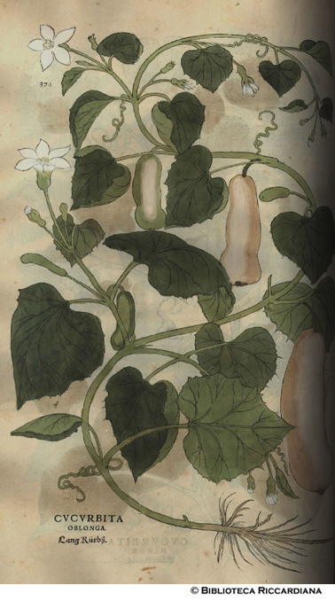 Cucurbita oblonga (Zucca), p. 370