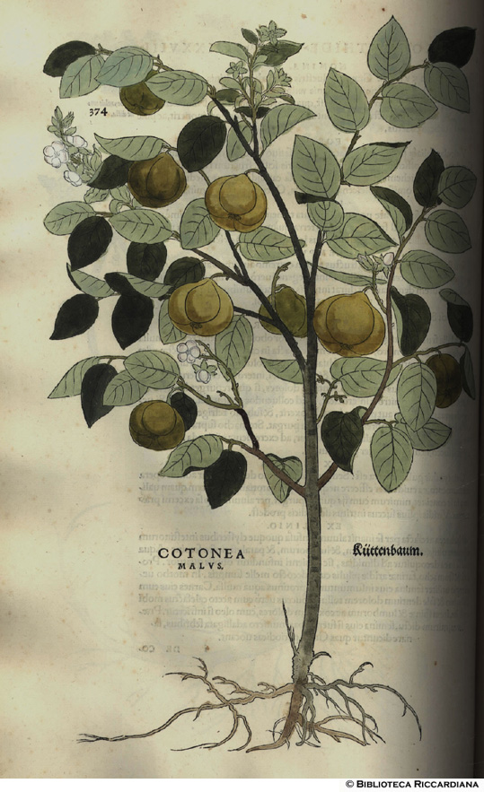 Cotonea malus (Mela cotogna), p. 374