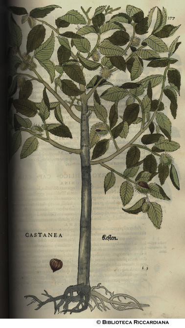 Castanea (Castagno), p. 370