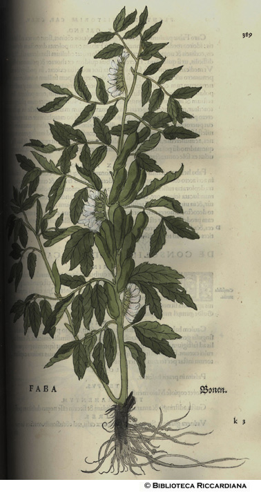 Faba (Fava), p. 389