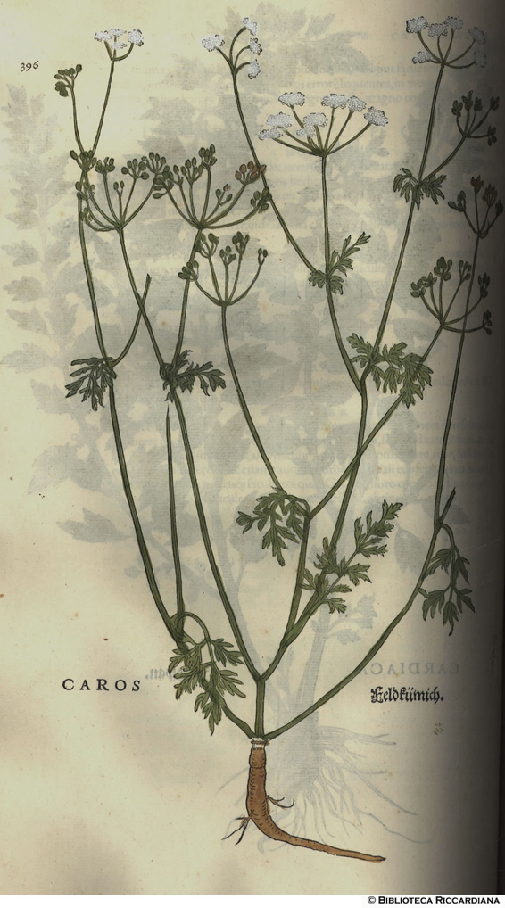 Caros (Carota), p. 396