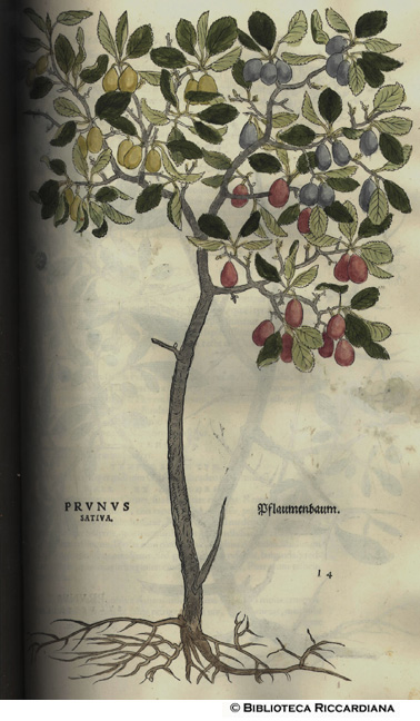 Prunus sativa (Prugno), 403