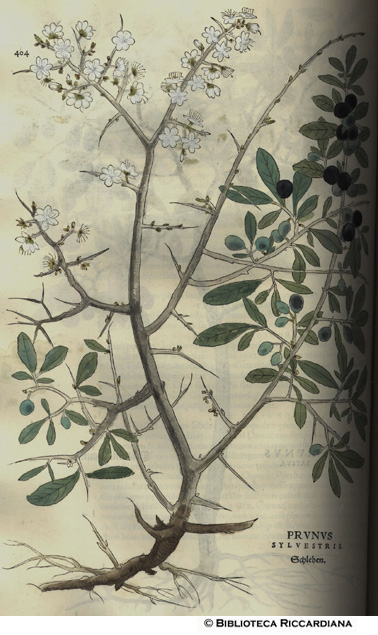 Prunus sylvestris (Pruno silvestre), p. 404
