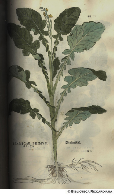Brassicae primum genus (Cavolo), p. 413
