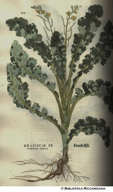 Brassicae secundum genus (Cavolo crespo), p. 414