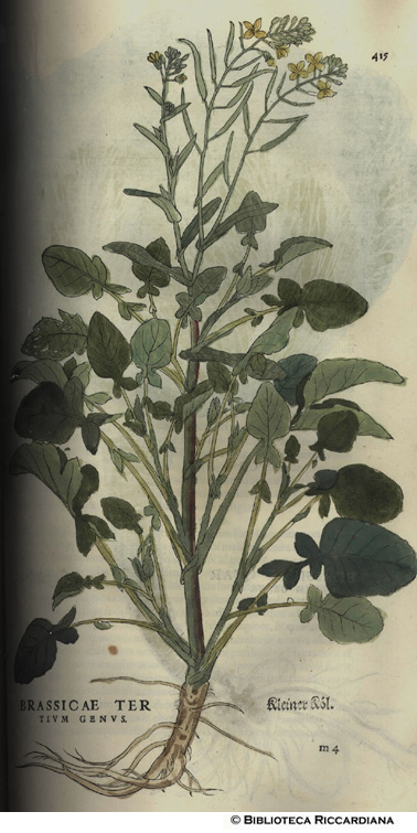 Brassicae tertium genus (Cavolo), p. 415