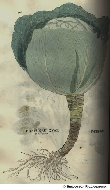 Brassicae quartum genus (Brassicae oleracea, Cavolo cappuccio), p. 416