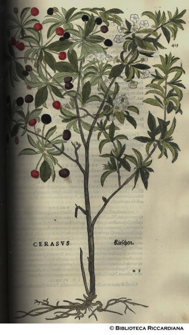 Cerasus (Ciliegio), p. 425